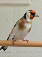 Putter, Dieren en Toebehoren, Vogels | Overige Vogels, Mannelijk, Wildzangvogel, Geringd