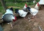 hanen uit Sussex, Dieren en Toebehoren