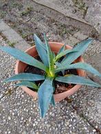 Agave met nieuwe scheut, Ophalen