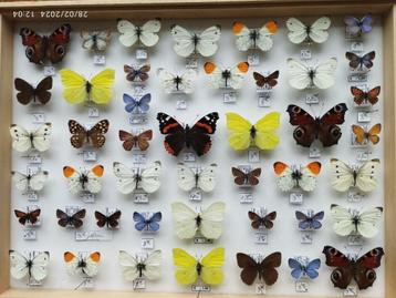 Insectes Belges, Collections, Enlèvement, Comme neuf, Insecte, Animal empaillé