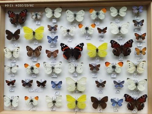Belgische insecten, Verzamelen, Dierenverzamelingen, Zo goed als nieuw, Opgezet dier, Insect, Ophalen