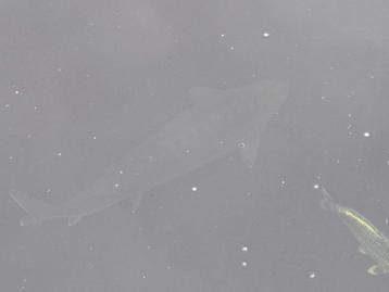 Grote imposante diamandsteur beschikbaar voor biedingen