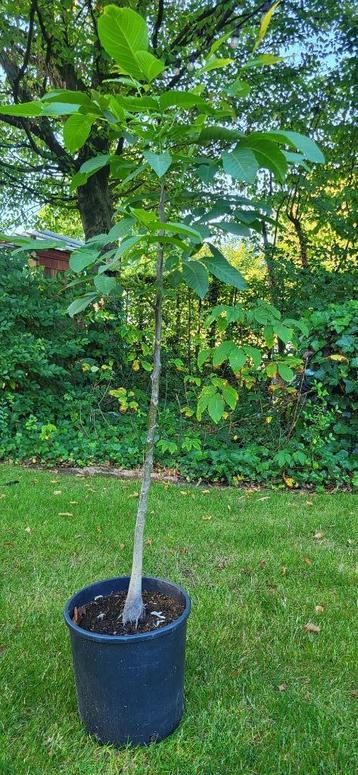 Notenboom Juglans regia 'Broadview' 