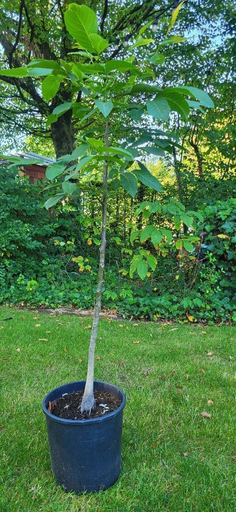 Notenboom Juglans regia 'Broadview', Tuin en Terras, Planten | Bomen, Dakboom, 100 tot 250 cm, Volle zon, Lente, In pot, Ophalen
