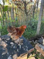 Cochin kriel haantje 5 maand oud, Dieren en Toebehoren, Mannelijk, Kip