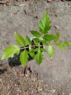 Black Cherry | Tomaat Planten, Tuin en Terras, Planten | Tuinplanten, Ophalen
