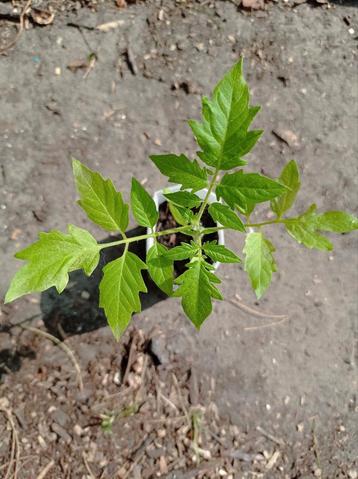 Black Cherry | Tomaat Planten beschikbaar voor biedingen
