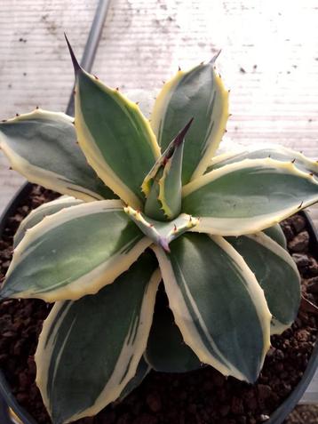 mooie agave beschikbaar voor biedingen