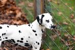 Acquisition dans un groupe de 5 dalmatiens adultes, Animaux & Accessoires, Chiens | Beagles, Bassets & Chiens courants, Plusieurs