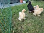 Haantjes, Dieren en Toebehoren, Pluimvee