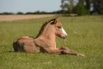 Dringend weide gezicht regio merksem/antwerpen, Dieren en Toebehoren, Merrie, Springpaard, 0 tot 2 jaar