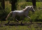 Few spot Appaloosa ter dekking, Hengst