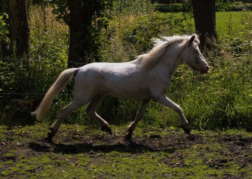 Few spot Appaloosa ter dekking, Dieren en Toebehoren, Paarden en Pony's | Dekhengsten en Fokmerries, Hengst