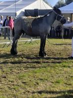 Jaarling belgisch trekpaard, Dieren en Toebehoren, Paarden, Hengst, Niet van toepassing, Gechipt, 0 tot 2 jaar