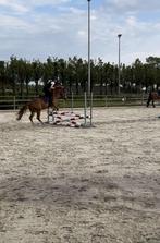 Verzorgpaard/pony gezocht, Dieren en Toebehoren, Paarden, Springpaard, Gechipt, Ruin, Zadelmak