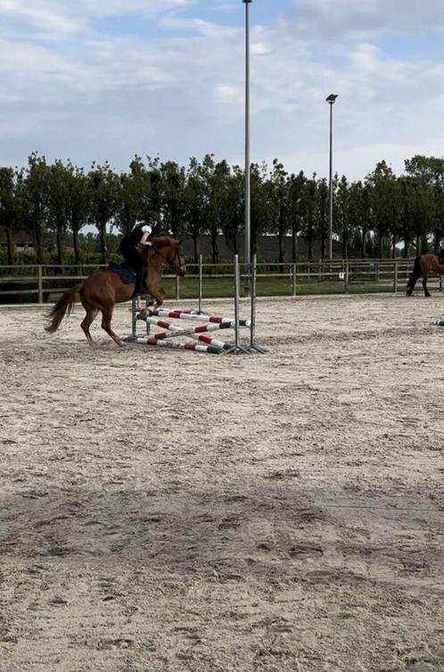 À la recherche d'un cheval/poney de soins, Animaux & Accessoires, Chevaux, Hongre, Débourré, 160 à 165 cm, 7 à 10 ans, Cheval de saut