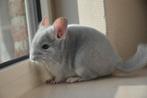 chinchilla blue diamond bokje, Animaux & Accessoires, Rongeurs, Novembre, Mâle, Chinchilla