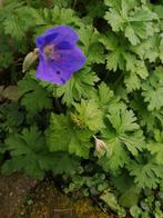 Geranium vivace, Ophalen of Verzenden