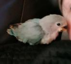 Tamme blauwe roseicolli, Dieren en Toebehoren, Vogels | Parkieten en Papegaaien, Geslacht onbekend, Dwergpapegaai of Agapornis