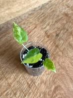 alocasia gageana variegata baby, Maison & Meubles, Plantes d'intérieur, Enlèvement ou Envoi