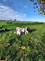 Knappe border collie x aussie pups, Dieren en Toebehoren, Honden | Herdershonden en Veedrijvers, België, CDV (hondenziekte), 8 tot 15 weken