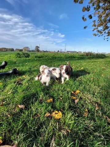 Knappe border collie x aussie pups beschikbaar voor biedingen