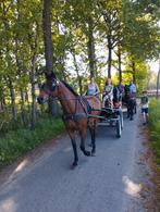 Super brave merrie BWP, Dieren en Toebehoren, Merrie, Gechipt, 160 tot 165 cm, 11 jaar of ouder