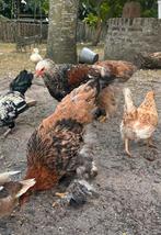 Brahma’s te koop, Dieren en Toebehoren, Meerdere dieren, Kip