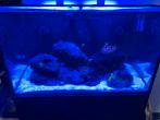 Red sea reefer 250, Dieren en Toebehoren, Ophalen, Zo goed als nieuw