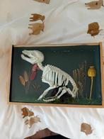 Skelet big, Ophalen of Verzenden