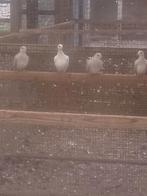 Lachduiven in verschillende kleuren: wit, grijs, . . ., Meerdere dieren, Tortelduif