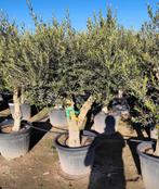 ‼️olijfbomen olea europaea aan promoprijzen ‼️, Tuin en Terras, Ophalen
