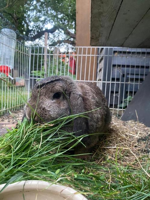2 hangoor, dwergkonijnen (zusjes), Dieren en Toebehoren, Konijnen, Dwerg, Vrouwelijk, 0 tot 2 jaar, Hangoor