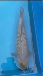 Soragoi 47/48cm, Karper of Koi