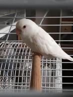 2 albino dwergpapegaaien - agapornis roseicollis, Animaux & Accessoires, Oiseaux | Perruches & Perroquets, Perroquet nain ou Inséparable