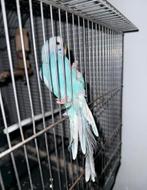 Vogel te koop samen met de kooi, Ophalen