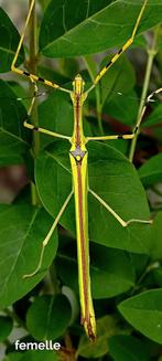 Promo 10+ 3 gratis, Wandelende tak