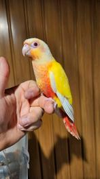 jonge handtamme Pyrrhura Molinea Lutino is net gespeend, Dieren en Toebehoren, Vogels | Parkieten en Papegaaien