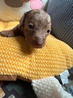 Dwergteckrl pups, Dieren en Toebehoren, België, CDV (hondenziekte), 8 tot 15 weken, Korthaar