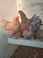 Groothoender cochin broedeieren, Dieren en Toebehoren