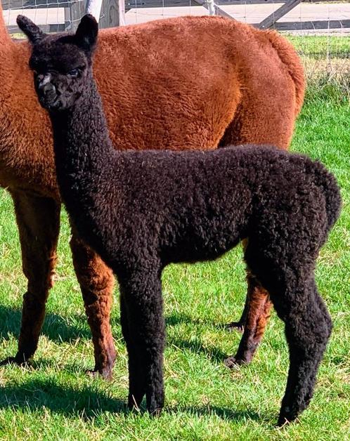 Alpaca hengstje - jong - mooi zwart, Animaux & Accessoires, Animaux Autre, Mâle