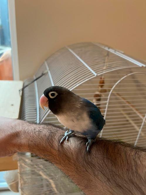 Perruche à oiseaux, demi-attelage avec cage, Animaux & Accessoires, Oiseaux | Oiseaux Autre, Domestique