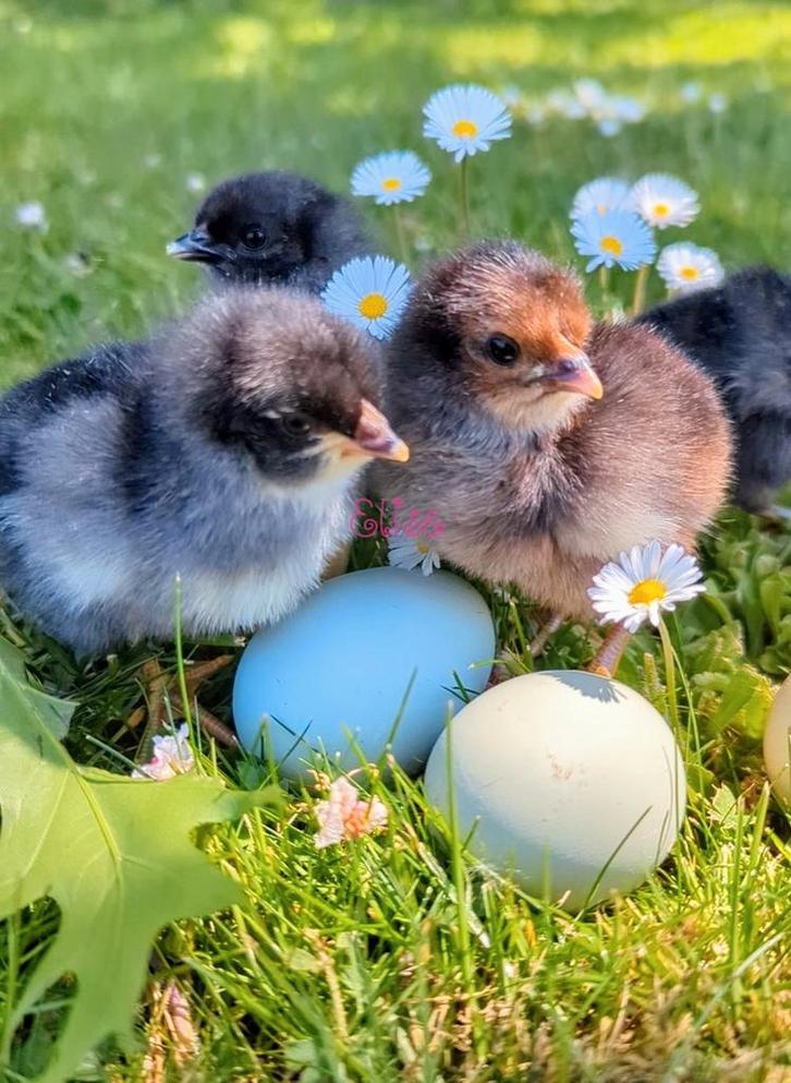 Kuikens kleurlegger groenlegger easter egger kippen, Dieren en Toebehoren, Pluimvee, Kip