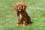 Cavalier King Charles Spaniël pups te koop, Dieren en Toebehoren, Honden | Retrievers, Spaniëls en Waterhonden, 15 weken tot 1 jaar
