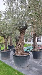 Olijfboom, Tuin en Terras, Planten | Bomen, Ophalen, In pot, Olijfboom, 250 tot 400 cm