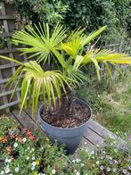 Trachycarpus Fortunei, Tuin en Terras, Planten | Bomen, In pot, Minder dan 100 cm, Volle zon, Bloeit niet