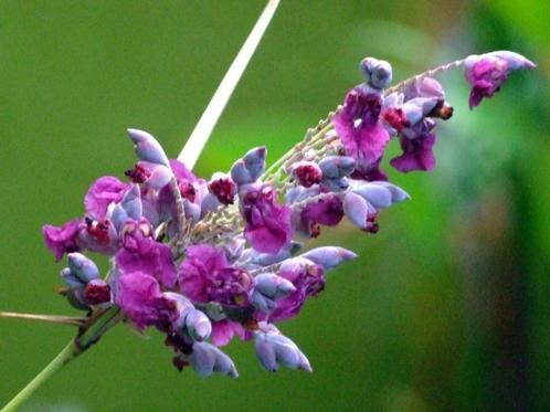 Thalia Delbata, Tuin en Terras, Vijver-toebehoren, Nieuw, Overige typen, Ophalen