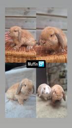 Raszuiver minilopje, Dieren en Toebehoren, Konijnen, Mannelijk, Klein, Hangoor, 0 tot 2 jaar