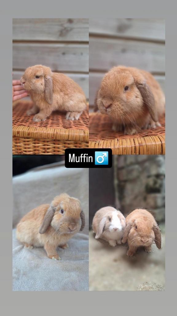 Raszuiver minilopje, Dieren en Toebehoren, Konijnen, Klein, Mannelijk, 0 tot 2 jaar, Hangoor