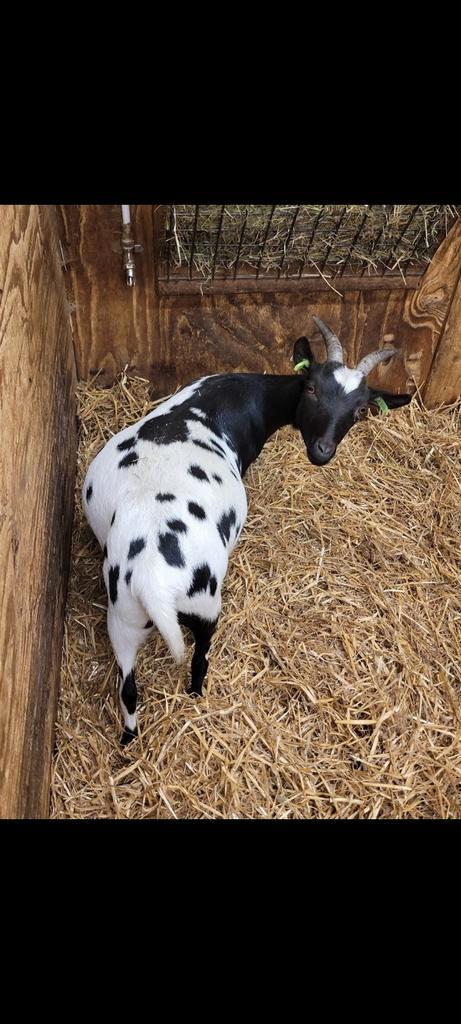 Mooie dwerggeitjes. (Miekes), Animaux & Accessoires, Moutons, Chèvres & Cochons